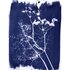 Cyanotype Set - JACQUARD